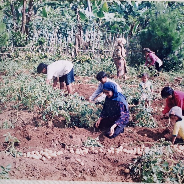 Villagers harvesting on the land in 1998