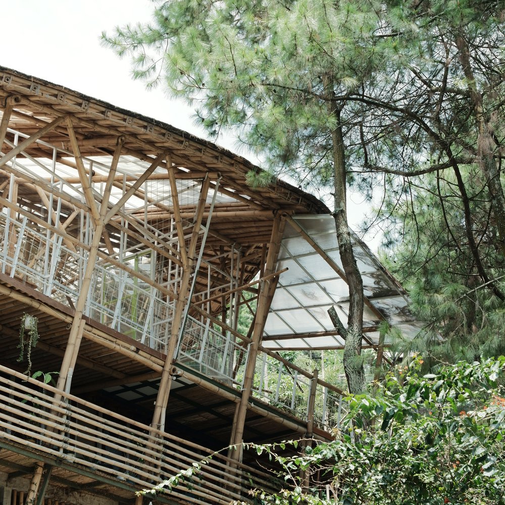 The building seen through the pine trees