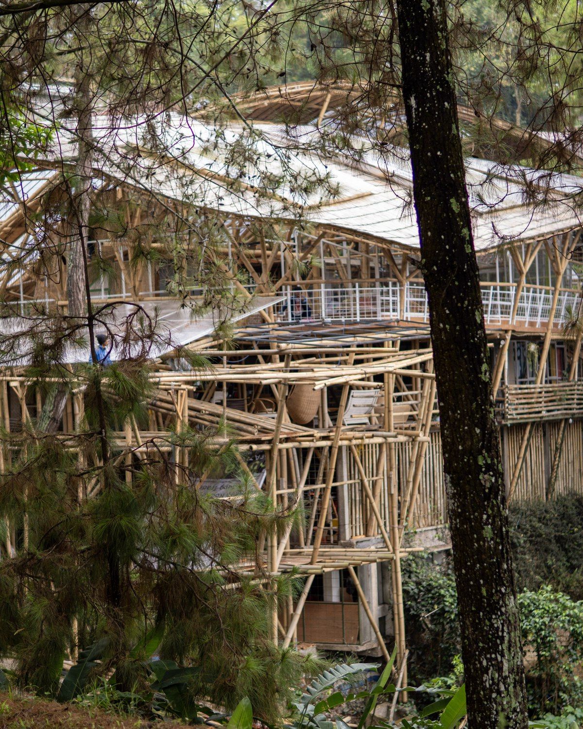 The main building's bamboo structure, seen through the pine forest